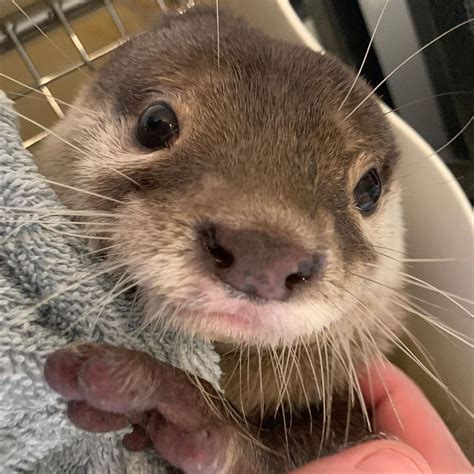 buy an otter|otter for sale near me.